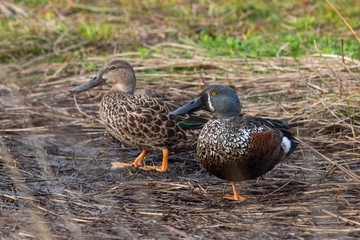 Australasian Shoveler in Australasia