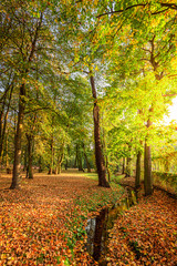 Stunning and colorful forest in the autumn and river, Poland