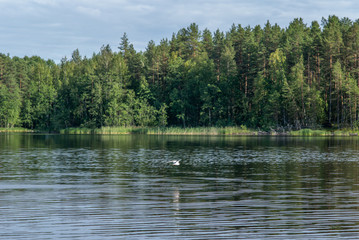 An Arctic tern flying scouting for small fish on the Saimaa lake in Finland - 1