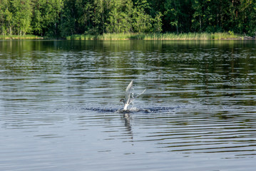An Arctic tern catching a small fish on the Saimaa lake in Finland - 1