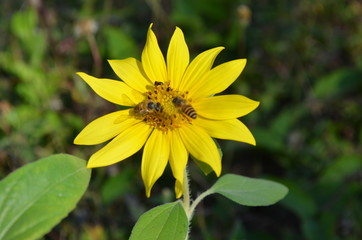 Sunflower in the garden