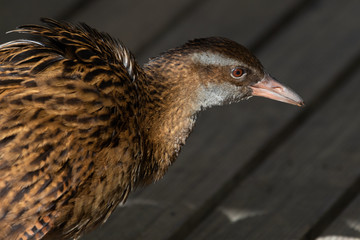 Weka Rail Endemic to New Zealand