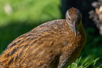 Weka Rail Endemic to New Zealand