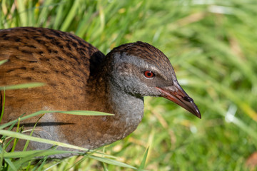 Weka Endemic Rail of New Zealand
