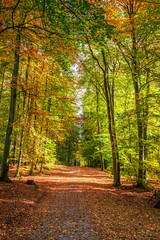 Brown and green forest and leaves in the fall, Poland