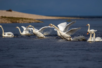 Mute swans, Cygnus olor, group of swans flapping wings above a river on a warm bright sunny day during summer in Scotland.