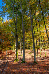 Amazing forest in the fal with sun beaml, Poland