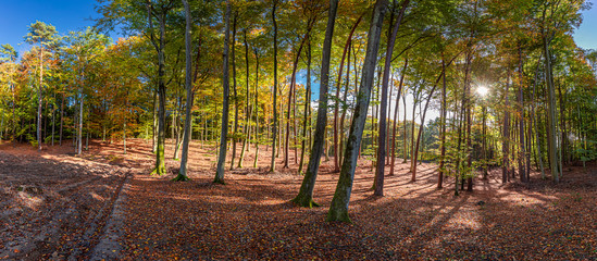 Panorama of beautiful forest in the autumn, Poland