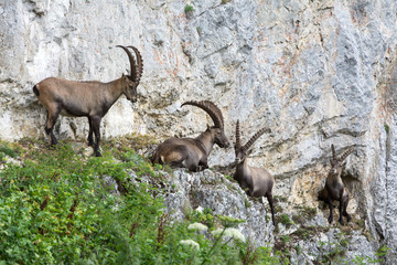 Capricorns standing on a steep rock in the Alps
