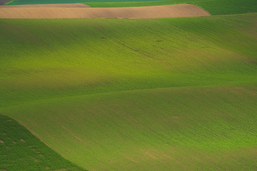 Obraz premium Spring in the field wave of South Moravia, Czech Republic