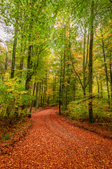 Autumn and amazing forest and leafy road, Poland