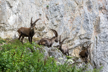 Capricorns standing on a steep rock in the Alps