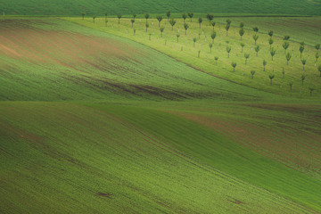 Obraz premium Spring in the field wave of South Moravia, Czech Republic