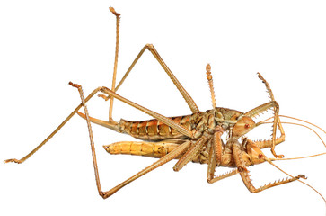 Saga (bush cricket or katydid), Saga ornata (Orthoptera: Tettigoniidae). Female of Saga killing and...