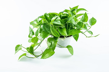 Green potted plant green radish on a white background