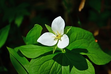 光を浴びて輝く可憐なオオバナエンレイソウの花＠北海道