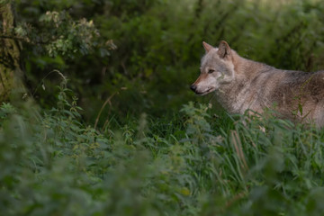 Arctic wolf, Canis lupus arctos, close up portrait during a warm summer surrounded by green vegetation.