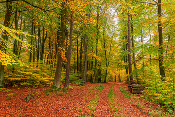 Fototapeta premium Wonderful and brown path in sunny forest, Poland