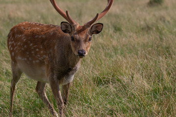 Fallow deer stag, Dama dama dama, close up portrait while looking at camera with smooth antlers during summer in Scotland.