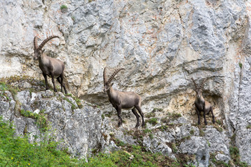 Capricorns standing on a steep rock in the Alps