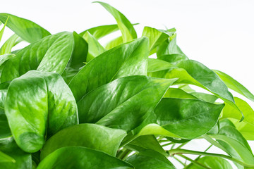 Green liana green radish leaves on white background