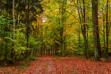 Sunny green and brown forest in the autumn, Poland