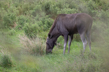 Naklejka na ściany i meble European elk/moose, grazing and looking at camera with grass and weed background during the summer.