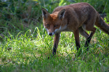 Red fox, Vulpes vulpes, hiding/walking in long grass within a woodland during the summer day time in scotland.