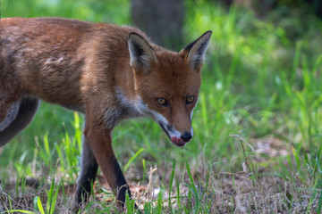 Red fox, Vulpes vulpes, hiding/walking in long grass within a woodland during the summer day time in scotland.