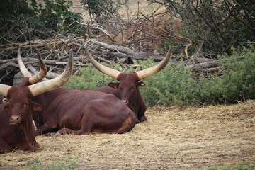 boeuf : bovidé