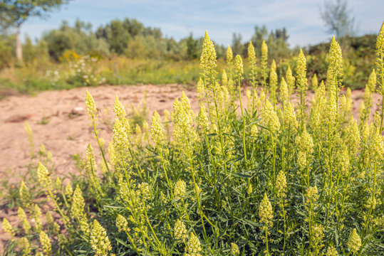 Flowering yellow mignonette plants from close