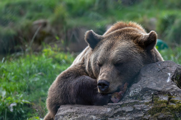 European brown bear, Ursus arctos arctos, close up relaxing/sleeping on a stump during a warm summers day.