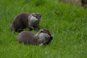Asian small clawed otters, Aonyx cinereus, in group and alone, close up portrait walking /running on grass on a bright summers day