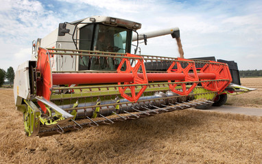 Corn crop. Grain harvest Netherlands. Combine harvesting on field