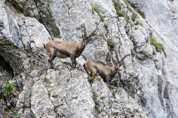Capricorns standing on a steep rock in the Alps