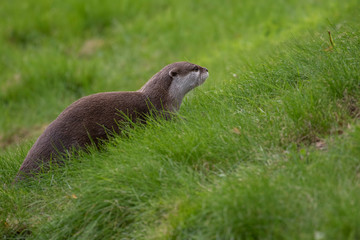 Asian small clawed otters, Aonyx cinereus, in group and alone, close up portrait walking /running on grass on a bright summers day