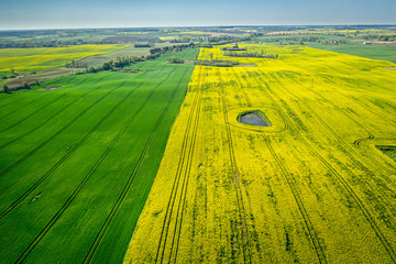 Yellow and green rape fields, Poland from above