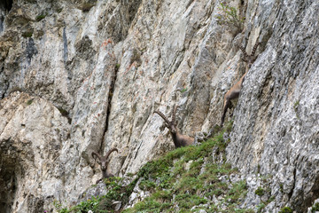 Capricorns standing on a steep rock in the Alps