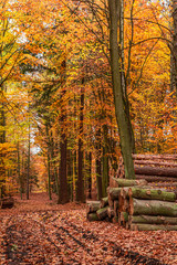 Fototapeta na wymiar Amazing and brown autumn forest in Poland