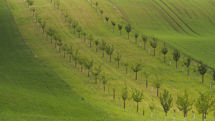 Sprin on Moravian fields