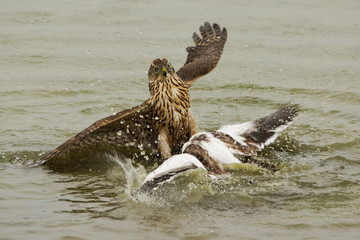 hawk on his prey, predator amazing attack duck in the water.