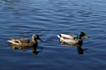 Male and female mallard ducks