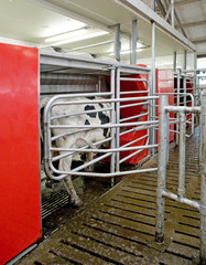 Milking Robot. Fully automated milking. Cows. Farming. Milking