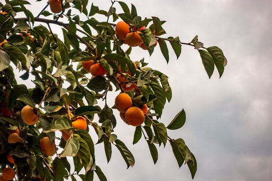Yellow persimmon hanging on tree branches