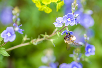 Bee on flower