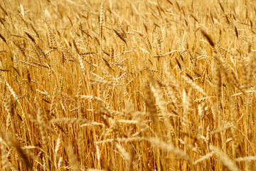 golden ears of ripe wheat selective focus natural agricultural backdrop