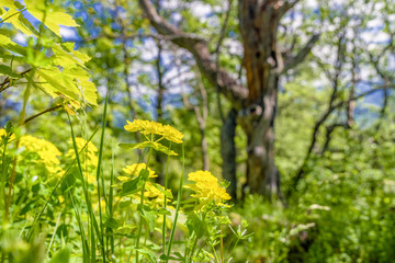 Obraz premium Yellow flowers in forest