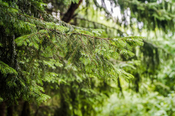 Pine tree branches with water drops on them