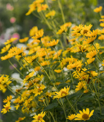 Obraz premium Russian summer village flower garden