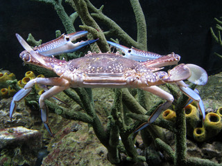 crab 